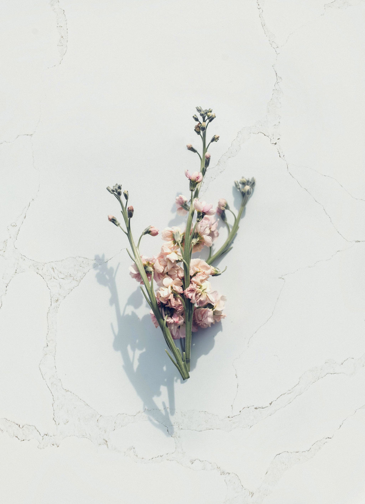 HanStone Calacatta Mont — ambiance 7 | Union Stone